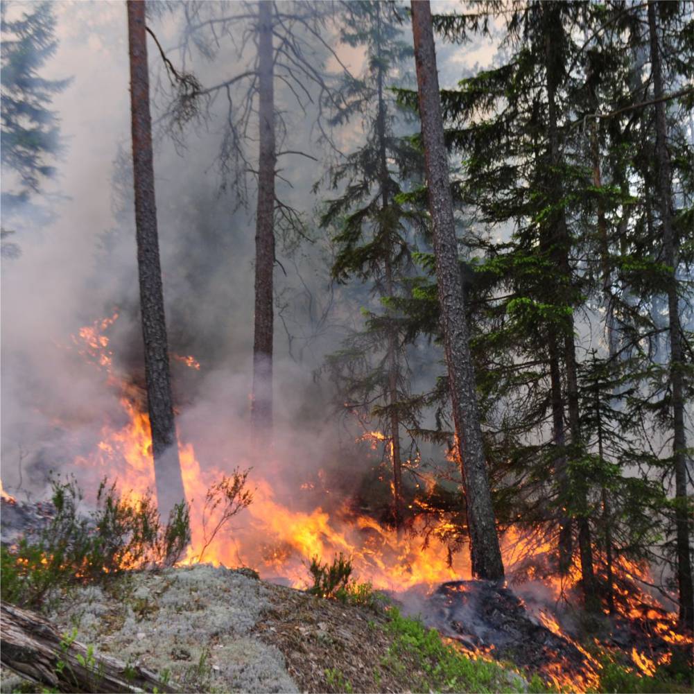 С 3 по 7 июня по югу края ожидается высокая пожарная опасность