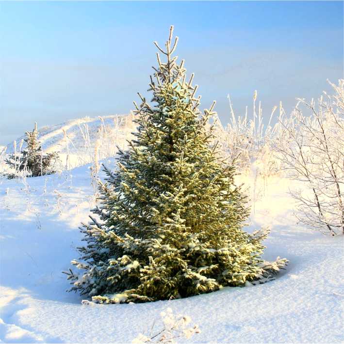  01-02 января 2023 года по Пермскому краю ожидается снег, местами сильный, в отдельных районах гололедно-изморозевые отложения